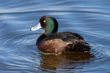 New Zealand Endemic Scaup Duck