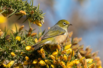 Silvereye Bush Bird in Australasia