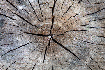 Cracked Cut Wood Texture