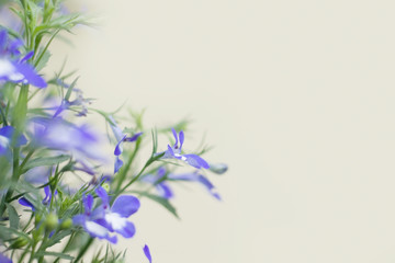 Floral background with small blue Lobelia erinus flowers and beige background