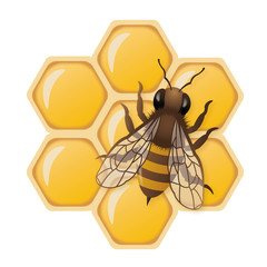 3D honey bee illustration on honeycombs with white background