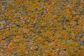 Textura de musgos en una superficie plana