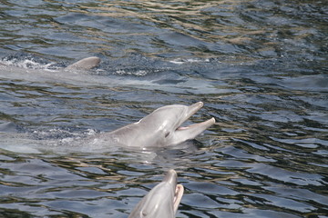 Happy dolphins swimming in water