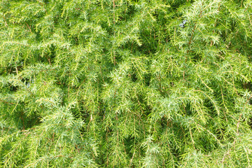 Juniper needles texture