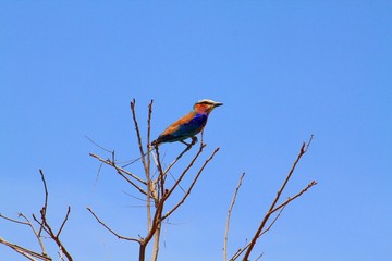 Vogel 3