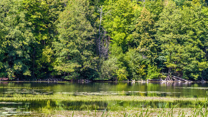 Green nature landscape