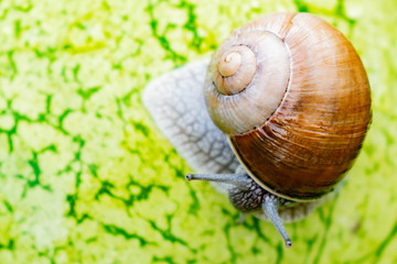 Snail crawling on green watermelon after rain