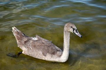 Young grey swan swim on water. Wild nature, close up.The young swan is grey.