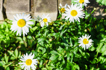 Garden white daisies on a sunny summer day.