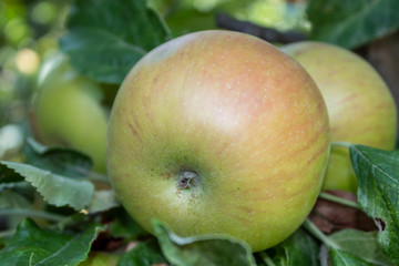 Closeup Apple Branch With Fruits