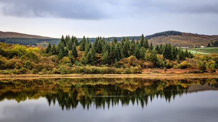 Fototapeta na wymiar Glassy water reflects sharp green pine trees and rusty orange deciduous trees as seen from the Calmac Ferry near Kennacraig Scotland