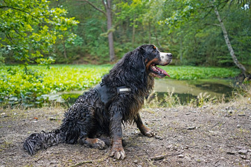 Happy and very dirty, wet Bernese Mountain Dog sitting at the edge of a swamp, forest in the background. Looking away, alert