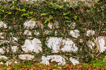 Thick gnarly vines cover and fill all cracks of a rough stone wall near Ardmore Scotland