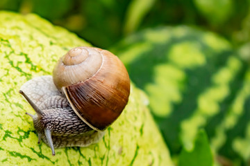 Snail crawling on green watermelon after rain