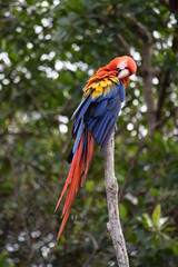 Acariciando las plumas