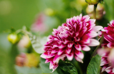 Closeup of a beautiful Mystery Day Dahlia flower