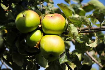 Summer apples on a tree