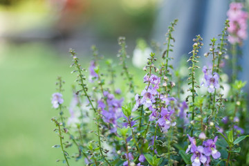 Small purple angelonia angustifolia flower in a garden