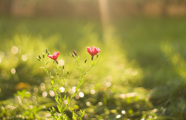 Wild Red Flax Flower in a Meadow Wallpaper/Background