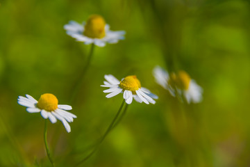Fototapeta premium beautiful chamomile flower close up on the meadow white petals blurred background macro nature plant