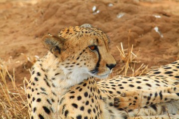 Gepard 7