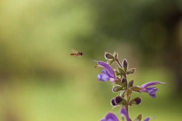 Schwebfliege beim Anflug auf eine Blüte