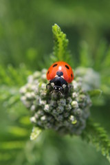 Red Ladybug/Ladybird sitting on a plant