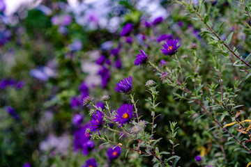 Purple street flowers with a yellow center