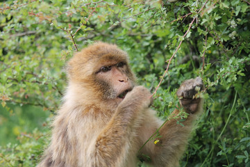 Barbary macaque monkey eating leaves