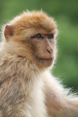 Portrait of a Barbary Macaque monkey