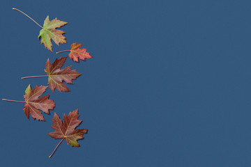 Autumn fall maple leaves on blue background, Flat Lay with Copy Space