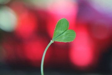 Clover Heart with a red bokeh background, love letter, love card