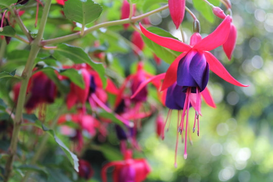 Colorful pink and purple Fuchsia hybrid flower