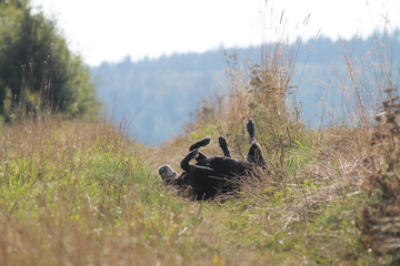 Black labrador retriever dog rolling around in a field