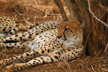 Gepard 4