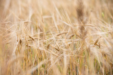 Young wheat grows on the field.