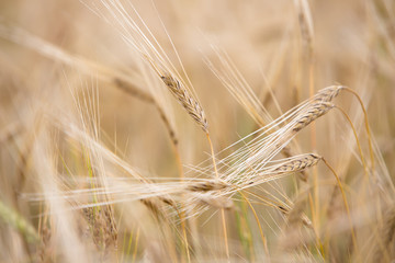 Young wheat grows on the field.