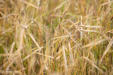 Fototapeta premium Young wheat grows on the field.