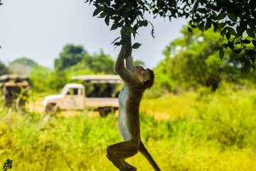 Sri-Lanka monkey hanging on a tree 
