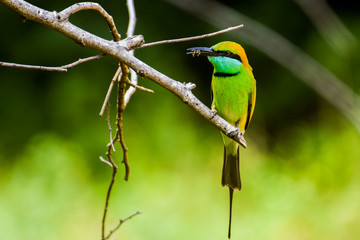 Asian green bee-eater eating a bee