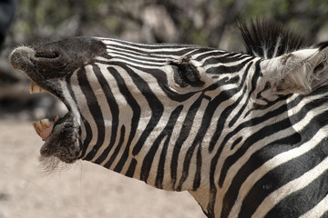Grant’s Zebra. Closeup of head with mouth open and barking and looking to the left.