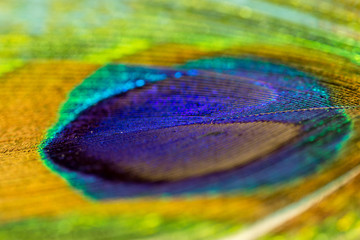 Peacock feather