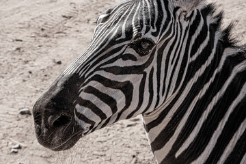 Fototapeta na wymiar Grant’s Zebra. Closeup of head and neck.