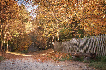 golden autumn, perfect period of time, golden fall, autumn in the park, autumn in the forest,...