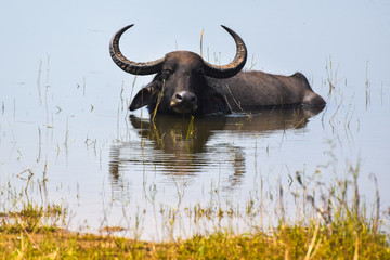 Water buffalo having a shower in the lake