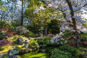 Fototapeta na wymiar Idyllic scene in a japanese tea garden with cherry blossoms on the right, water and other beautiful plants everywhere