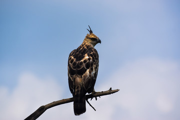 A Changeable hawk-eagle looking for a bait
