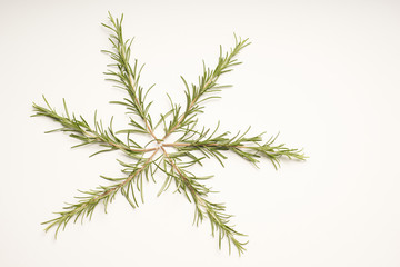 Rosemary on white background macro
