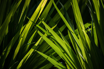 Thick green grass crosses at a diagonal and highlighted by sunlight at the arboretum in Golden Gate Park San Francisco CA