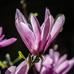 Magnolia flower stands up in bright sunlight and a dark black background at the arboretum in Golden Gate Park San Francisco CA